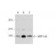 MRP-L49 Antibody (H-12) - Western Blotting - Image 344458