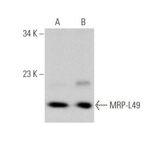 MRP-L49 Antibody (H-12) - Western Blotting - Image 375946 