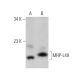 MRP-L49 Antibody (H-12) - Western Blotting - Image 375942 