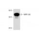 MRP-L50 Antibody (C-3) - Western Blotting - Image 323785