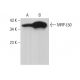 MRP-L50 Antibody (C-3) - Western Blotting - Image 376378 