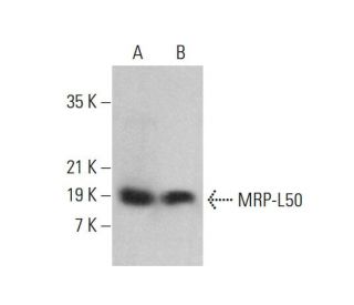 MRP-L50 Antibody (C-9) - Western Blotting - Image 376394 