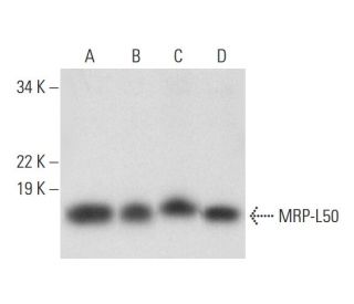 MRP-L50 Antibody (H-10) - Western Blotting - Image 300513 