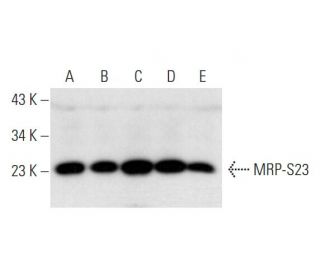 MRP-S23 Antibody (D-9) - Western Blotting - Image 332818 