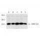 MRP-S23 Antibody (D-9) - Western Blotting - Image 332818 