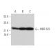 MRP-S23 Antibody (D-9) - Western Blotting - Image 371335
