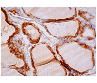 MRP-S27 Antibody (A-10) - Immunohistochemistry - Image 324981 