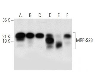 MRP-S28 Antibody (F-9) - Western Blotting - Image 305804 