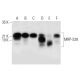 MRP-S28 Antibody (F-9) - Western Blotting - Image 305804 
