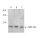 MRP-S28 Antibody (F-9) - Western Blotting - Image 368990