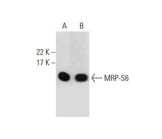 MRP-S6 Antibody (E-8) - Western Blotting - Image 289715 