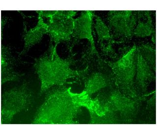 MRP1 Antibody (E-5) - Immunofluorescence - Image 298961 