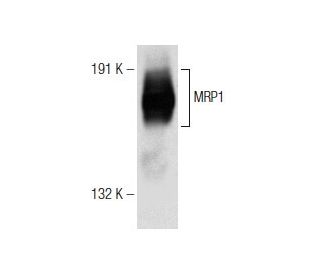 MRP1 Antibody (E-7) - Western Blotting - Image 146587 