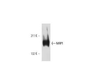 MRP1 Antibody (IU2H10) - Western Blotting - Image 12617 