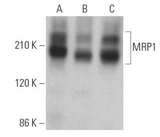 western blotting image from recommended MRP1 (QCRL-1) monoclonal antibody replacement. Image 379308