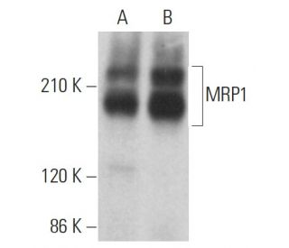 MRP1 Antibody (QCRL-2) - Western Blotting - Image 379306 