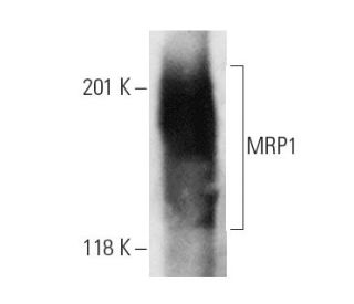 MRP1 Antibody (QCRL-4) - Western Blotting - Image 7159 
