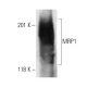MRP1 Antibody (QCRL-4) - Western Blotting - Image 7159 