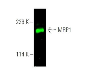 MRP1 Antibody (QCRL-1) - Western Blotting - Image 375675The Double Nickase Plasmid features a U6 promoter for sgRNA expression, a 20 nt targeting sequence, and a gRNA scaffold to guide Cas9n. It includes a CBh promoter for Cas9n (D10A) and puromycin resistance, GFP for transfection verification, and nuclear localization signals (NLS). The 2A peptide allows co-expression of Cas9n and Puro from a single promoter, enabling precise genome editing with reduced off-target effects.