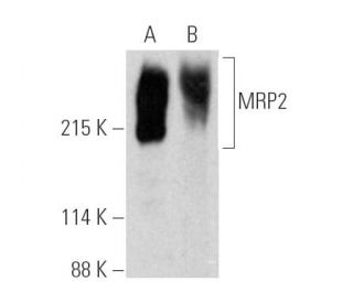MRP2 Antibody (B-11) - Western Blotting - Image 389910
