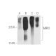 western blotting image from recommended MRP2 (G-1) monoclonal antibody replacement. Image 389911
