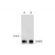 MRP2 Antibody (M2I-4) - Western Blotting - Image 143528