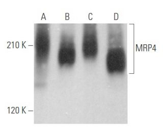 MRP4 Antibody (F-6) - Western Blotting - Image 356102 