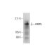MRP5 Antibody (E-4) - Western Blotting - Image 290028