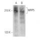 MRP5 Antibody (E-4) - Western Blotting - Image 358414 