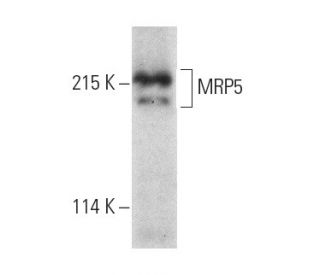 MRP5 Antibody (E-4) - Western Blotting - Image 389178 
