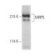 MRP5 Antibody (E-4) - Western Blotting - Image 389178 