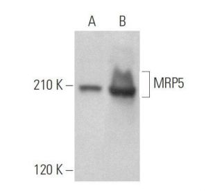 western blotting image from recommended MRP5 (E-10) monoclonal antibody replacement. Image 359025