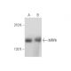 MRP6 Antibody (M6II-21) - Western Blotting - Image 147488