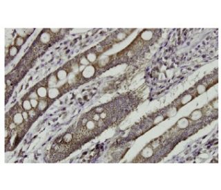 MRRF Antibody (J-Q7) - Immunohistochemistry - Image 36235 
