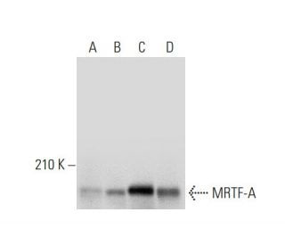 mrtf様 MRTF-A/MKL1 Antibody (G-8) | SCBT - Santa Cruz Biotechnology