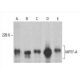 MRTF-A/MKL1 Antibody (G-8) - Western Blotting - Image 393573 