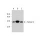 MS4A15 Antibody (C-9) - Western Blotting - Image 344048