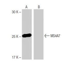 MS4A7 Antibody (SW-44) - Western Blotting - Image 65008