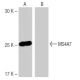 MS4A7 Antibody (SW-44) - Western Blotting - Image 65008