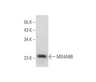 MS4A8B Antibody (B-6) - Western Blotting - Image 344169 