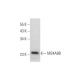 MS4A8B Antibody (B-6) - Western Blotting - Image 344169 
