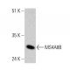MS4A8B Antibody (B-6) - Western Blotting - Image 364861