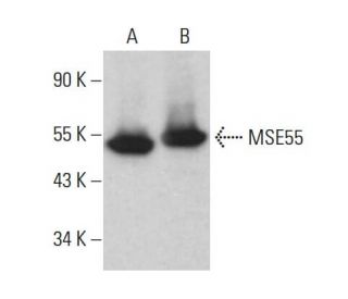 MSE55 Antibody (D-5) - Western Blotting - Image 383948 