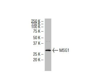 MSG1 Antibody (35-W) - Western Blotting - Image 34365