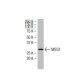 MSG1 Antibody (35-W) - Western Blotting - Image 34365