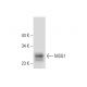 MSG1 Antibody (D-7) - Western Blotting - Image 296924