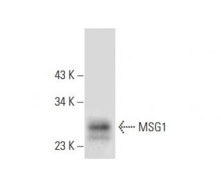 MSG1 Antibody (D-7) - Western Blotting - Image 296924The Double Nickase Plasmid features a U6 promoter for sgRNA expression, a 20 nt targeting sequence, and a gRNA scaffold to guide Cas9n. It includes a CBh promoter for Cas9n (D10A) and puromycin resistance, GFP for transfection verification, and nuclear localization signals (NLS). The 2A peptide allows co-expression of Cas9n and Puro from a single promoter, enabling precise genome editing with reduced off-target effects. 