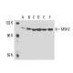 MSH2 Antibody (25D12) - Western Blotting - Image 16175 