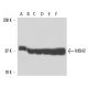 MSH2 Antibody (25D12) - Western Blotting - Image 17466 