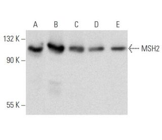 MSH2 Antibody (D-9) - Western Blotting - Image 356957 